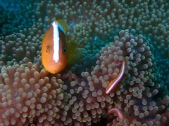 Amphiprion sandaracinos