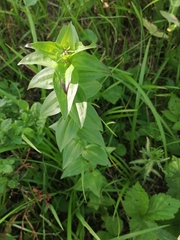 Gentiana dschungarica