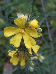 Hibbertia fasciculata