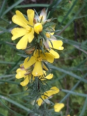 Hibbertia fasciculata