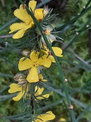 Hibbertia fasciculata
