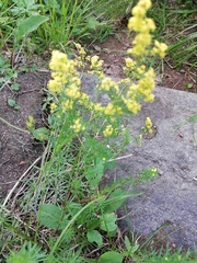 Galium densiflorum