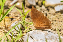 Fountainea eurypyle glanzi