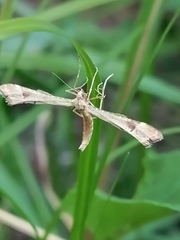 Platyptilia