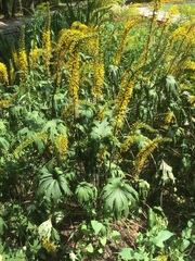 Ligularia przewalskii