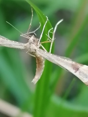 Platyptilia
