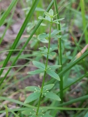 Cruciata glabra krylovii