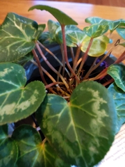 Cyclamen