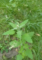 Chenopodium album