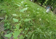 Chenopodium album