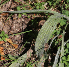 Podosphaera plantaginis