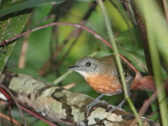 Myrmophylax atrothorax