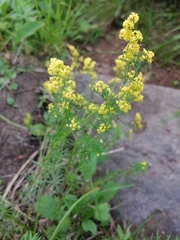 Galium densiflorum