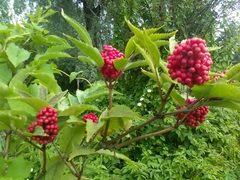 Sambucus racemosa