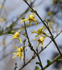 Anthocercis littorea