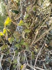Halleria lucida