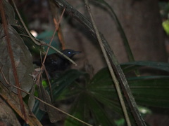 Myrmophylax atrothorax