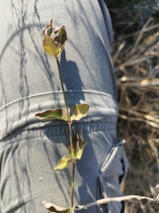 Halleria lucida