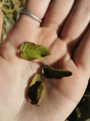 Halleria lucida