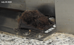 Hypsugo alaschanicus