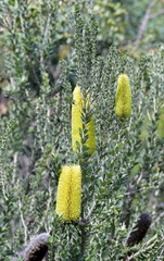 Banksia praemorsa