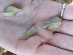 Halleria lucida