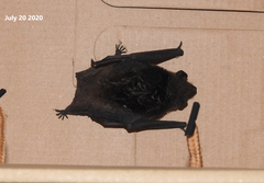 Hypsugo alaschanicus