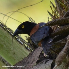 Ploceus castaneofuscus