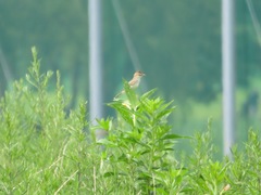 Cisticola juncidis