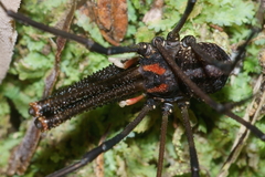 Forsteropsalis inconstans