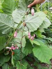 Lilium martagon martagon