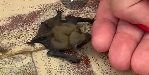 Kuhl's Pipistrelle