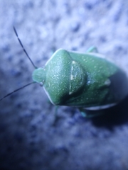 Chlorochroa uhleri