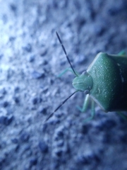 Chlorochroa uhleri