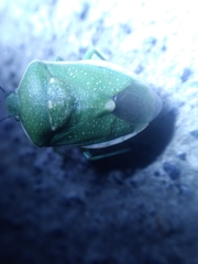 Chlorochroa uhleri