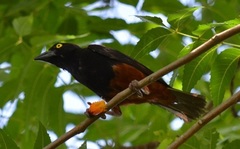 Ploceus castaneofuscus