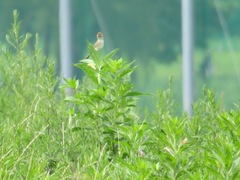 Cisticola juncidis