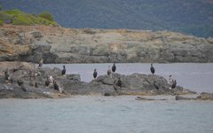 Gulosus aristotelis desmarestii