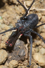 Forsteropsalis inconstans