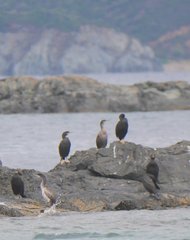 Gulosus aristotelis desmarestii