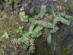 Polystichum craspedosorum
