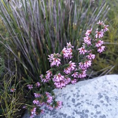 Erica labialis