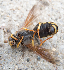 Stizus fasciatus