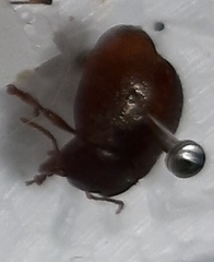 Chrysolina polita