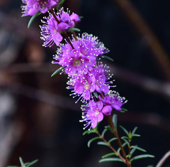 Hypocalymma robustum