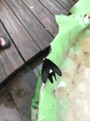 Histia flabellicornis