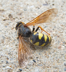Stizus fasciatus