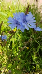 Cichorium intybus