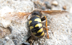 Stizus fasciatus