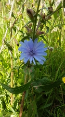 Cichorium intybus